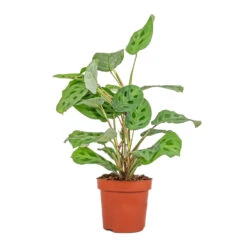 Maranta Leuconeura Var. Kerchoveana - Rabbit's Foot -HORTOLOGY Plants Sale Maranta leuconeura var. kerchoveana Rabbit s Foot 12x25cm 8924a100 4d4f 49e1 9eb2 1d7e7727da01