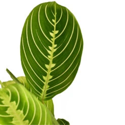 Maranta Leuconeura Var. Erythroneura - Lemon Lime 15 Maranta Leuconeura Var. Erythroneura - Lemon Lime -HORTOLOGY Plants Sale Marantaleuconeuravar.erythroneura LemonLime 1