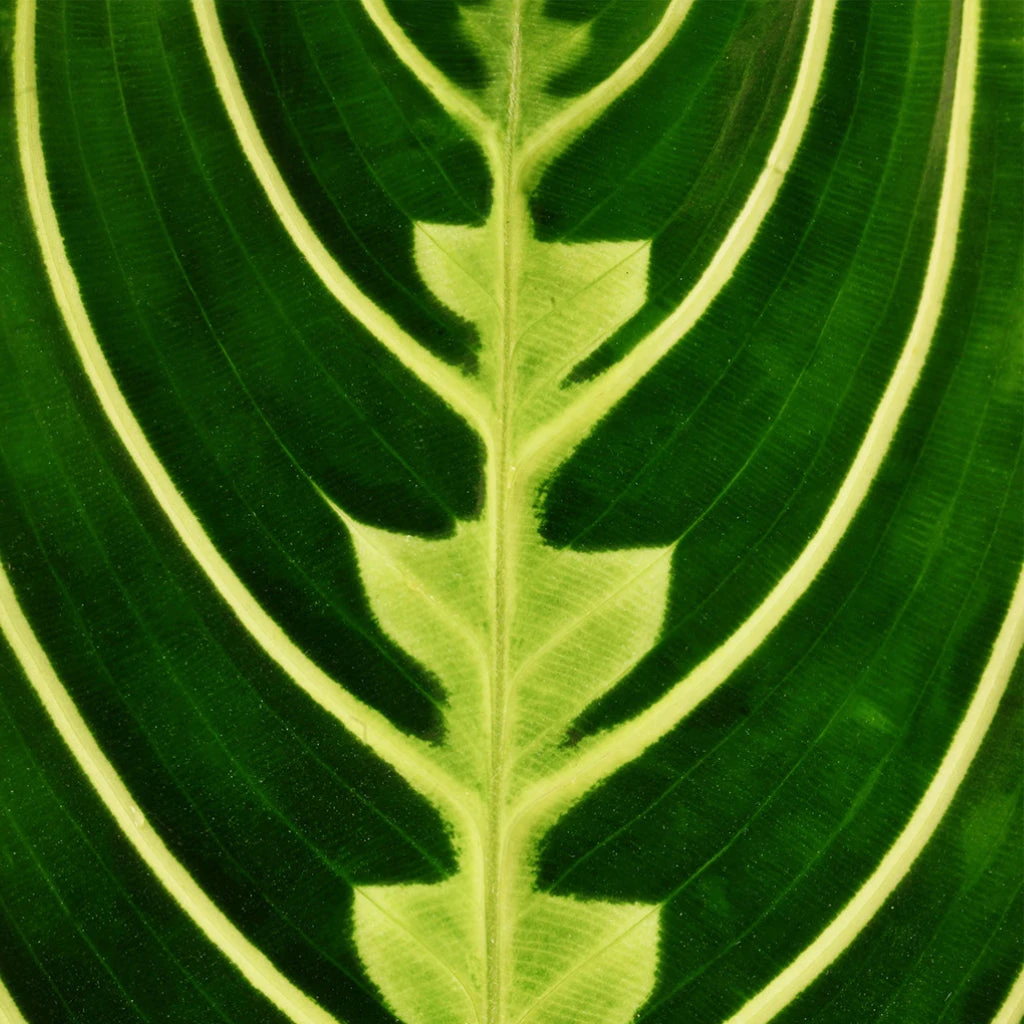 Maranta Leuconeura Var. Erythroneura - Lemon Lime 2 Maranta Leuconeura Var. Erythroneura - Lemon Lime - Image 2