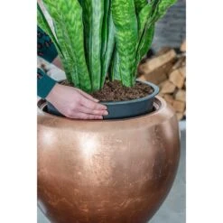 Metallic Couple Curved Indoor Plant Pot – Matt Copper Metallic Finish -HORTOLOGY Plants Sale Metallic Couple Plant Pot Matt Copper Sansevieria Lifestyle Close