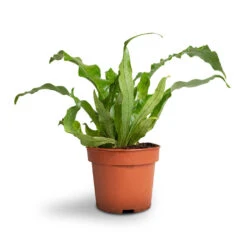 Microsorum Musifolium Crocodyllus - Crocodile Fern -HORTOLOGY Plants Sale Microsorum musifolium Crocodyllus Crocodile Fern 12x25cm 1 4301d9ee 8403 49f4 9b46 2a94c8eb88f5