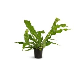 Microsorum Musifolium Crocodyllus - Crocodile Fern -HORTOLOGY Plants Sale Microsorum musifolium Crocodyllus Crocodile Fern 17x40cm