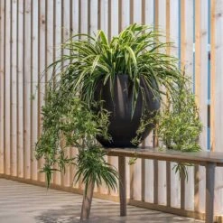 Mini Orb Kevan Plant Pot - Black Washed -HORTOLOGY Plants Sale Mini Orb Kevan Plant Pot Black Washed Spider Plant