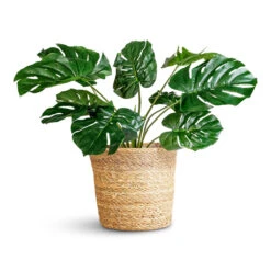 Igmar Plant Basket - Natural -HORTOLOGY Plants Sale Monstera Bush Swiss Cheese Plant Artificial 60cm Igmar Basket Natural 30x26cm