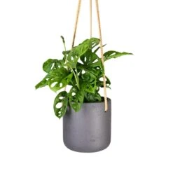 Charlie Hanging Plant Pot - Black Washed -HORTOLOGY Plants Sale Monstera adansonii Philodendron Monkey Mask 12x30cm Charlie Hanging Plant Pot Black Washed 15x15cm 56acb4f4 05ee 4967 9df7 1177acbc70b3