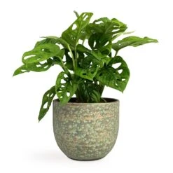 Rinca Plant Pot - Shiny Green -HORTOLOGY Plants Sale Monstera adansonii Philodendron Monkey Mask 12x30cm Rinca Plant Pot Shiny Green 15x13cm a0d93f29 fca2 4fc7 9a04 7efc1c1ddf96