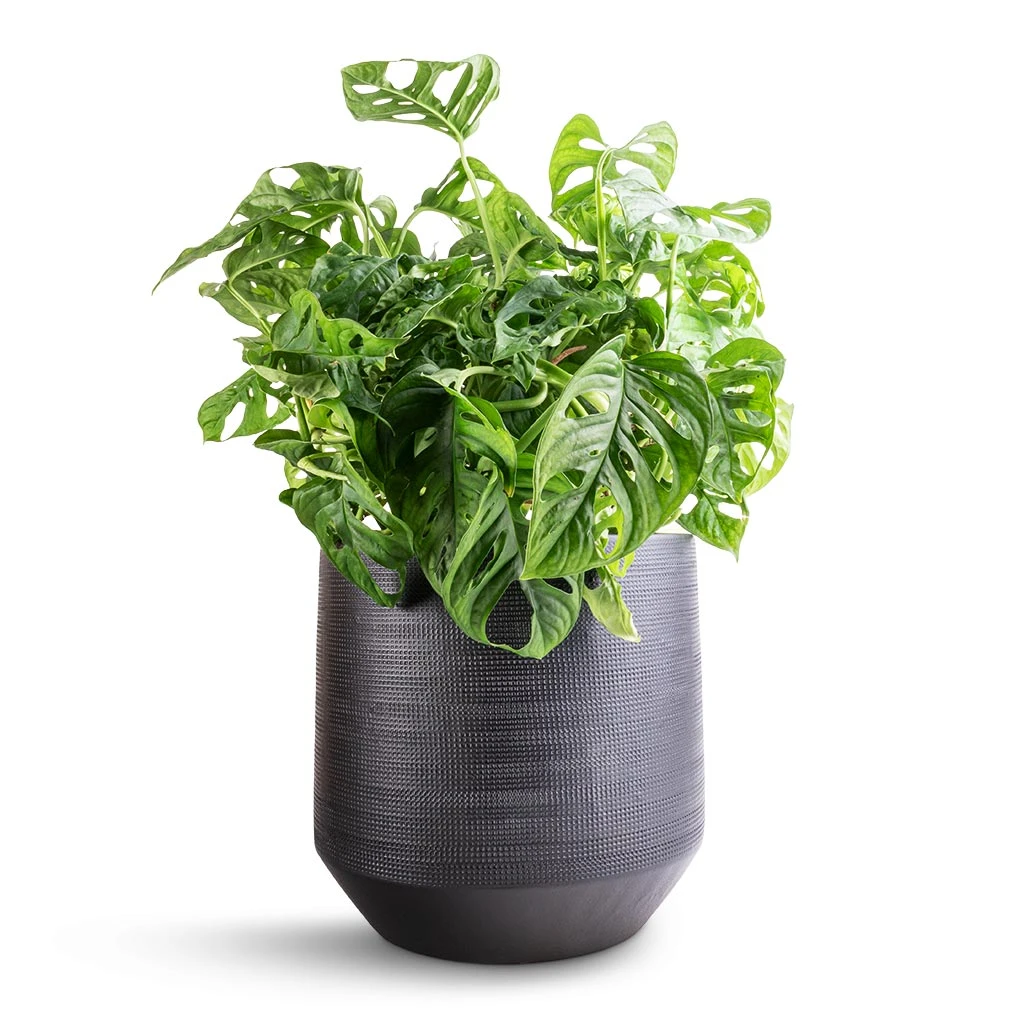Norell Plant Pot - Black 5 Norell Plant Pot - Black - Image 5