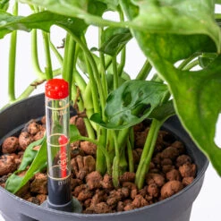 HORTOLOGY Plants Sale 11 HORTOLOGY Plants Sale -HORTOLOGY Plants Sale Monstera adansonii Philodendron Monkey Mask HydroCare 15 19x40cm