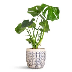 Monstera Deliciosa - Swiss Cheese Plant -HORTOLOGY Plants Sale Monstera deliciosa 17x60cm Geo Pot Creme Blue 20x18cm