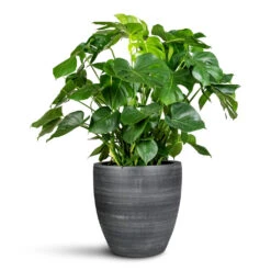 Monstera Deliciosa - Swiss Cheese Plant -HORTOLOGY Plants Sale Monstera deliciosa 30x90cm Toulouse Planter Anthracite 42x39cm