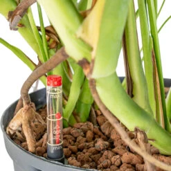 Monstera Deliciosa - HydroCare -HORTOLOGY Plants Sale Monstera deliciosa HydroCare 25 19x70cm dd65e43d 8fdb 4fd2 9fc3 90b638166c1d