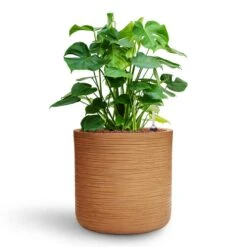 Monstera Deliciosa - HydroCare -HORTOLOGY Plants Sale Monstera deliciosa HydroCare Dune Cylinder Planter Almond