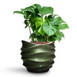 Monstera Deliciosa - HydroCare -HORTOLOGY Plants Sale Monstera deliciosa HydroCare Gradient Lee Couple Planter Matt Forest