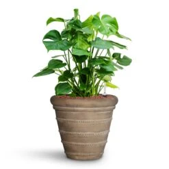 Monstera Deliciosa - HydroCare -HORTOLOGY Plants Sale Monstera deliciosa HydroCare Treasure Selena Planter Chalk Beige