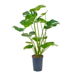 Monstera Deliciosa - HydroCare -HORTOLOGY Plants Sale Monstera deliciosa Hydroculture 15 19x55cm