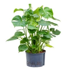 Monstera Deliciosa - HydroCare -HORTOLOGY Plants Sale Monstera deliciosa Hydroculture 28 19x85cm
