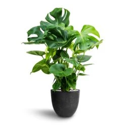 Bola Artstone Plant Pot - Black -HORTOLOGY Plants Sale Monstera deliciosa Hydroculture Bola Artstone Plant Pot Black 696fee00 9ed3 4f1d ad77 2fef3edba977