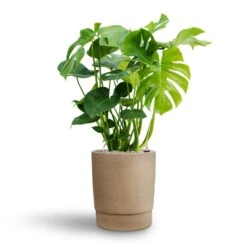Monstera Deliciosa - HydroCare -HORTOLOGY Plants Sale Monstera deliciosa Hydroculture Chao Plant Pot Concrete