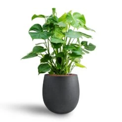 Grigio Anthracite Concrete Balloon Plant Pot – Modern Lightweight Indoor & Outdoor Planter -HORTOLOGY Plants Sale Monstera deliciosa Hydroculture Grigio Balloon Plant Pot Anthracite Concrete 2 4856dd29 eb28 4fec 895f 67751abe7449