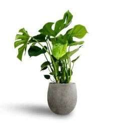 Monstera Deliciosa - HydroCare -HORTOLOGY Plants Sale Monstera deliciosa Hydroculture Grigio Balloon Plant Pot Natural Concrete