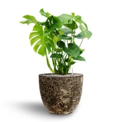 Lava Couple Relic Planter - Black -HORTOLOGY Plants Sale Monstera deliciosa Hydroculture Lava Couple Relic Planter Black 068a0dd8 649a 4cdc b66a e73ba5fa6790