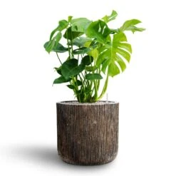 Monstera Deliciosa - HydroCare -HORTOLOGY Plants Sale Monstera deliciosa Hydroculture Luxe Lite Waterfall Cylinder Planter Bronze