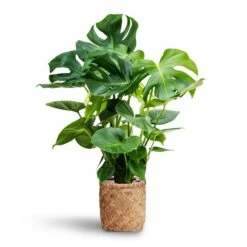 Monstera Deliciosa - HydroCare -HORTOLOGY Plants Sale Monstera deliciosa Hydroculture Zayn Bamboo Planter