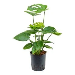 Monstera Deliciosa - HydroCare -HORTOLOGY Plants Sale Monstera deliciosa Indoor Plant Hydroculture 18 19x70cm