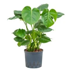 Monstera Deliciosa - HydroCare -HORTOLOGY Plants Sale Monstera deliciosa Indoor Plant Hydroculture 22 19x70cm