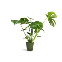 Monstera Deliciosa - Swiss Cheese Plant -HORTOLOGY Plants Sale Monstera deliciosa Swiss Cheese Plant 17x60cm