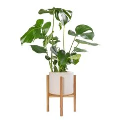 Monstera Deliciosa - Swiss Cheese Plant -HORTOLOGY Plants Sale Monstera deliciosa Swiss Cheese Plant 17x60cm Anzio Plant Pot with Wooden Stand Stone White 24x24cm