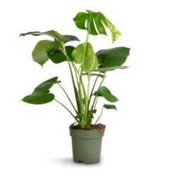 Monstera Deliciosa - Swiss Cheese Plant -HORTOLOGY Plants Sale Monstera deliciosa Swiss Cheese Plant 17x65cm