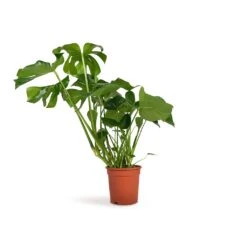 Monstera Deliciosa - Swiss Cheese Plant -HORTOLOGY Plants Sale Monstera deliciosa Swiss Cheese Plant 21x70cm