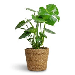 Monstera Deliciosa - Swiss Cheese Plant -HORTOLOGY Plants Sale Monstera deliciosa Swiss Cheese Plant 21x70cm Igmar Plant Basket Natural 26x23cm