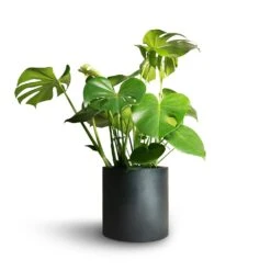 Puk Natural Planter - Matt Black Textured Fibrestone Indoor and Outdoor Pot -HORTOLOGY Plants Sale Monstera deliciosa Swiss Cheese Plant 21x70cm Puk Natural Planter Matt Black 25x25cm