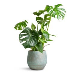Monstera Deliciosa - Swiss Cheese Plant