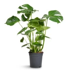 Monstera Deliciosa - Swiss Cheese Plant -HORTOLOGY Plants Sale Monstera deliciosa Swiss Cheese Plant 21x80cm 2