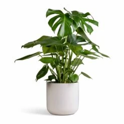 Lisbon Plant Pot - White -HORTOLOGY Plants Sale Monstera deliciosa Swiss Cheese Plant 21x80cm Lisbon Plant Pot White 24x24cm