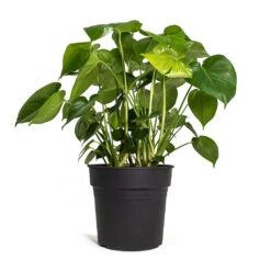 Monstera Deliciosa - Swiss Cheese Plant -HORTOLOGY Plants Sale Monstera deliciosa Swiss Cheese Plant 30cm