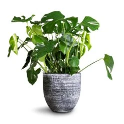 Monstera Deliciosa - Swiss Cheese Plant -HORTOLOGY Plants Sale Monstera deliciosa Swiss Cheese Plant 30x80cm Cas Plant Pot Anthracite 39x36cm