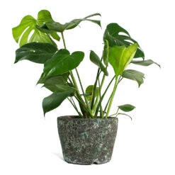 Monstera Deliciosa - Swiss Cheese Plant -HORTOLOGY Plants Sale Monstera deliciosa Swiss Cheese Plant Lava Couple Straight Relic Planter Jade e10d5cdf 9ed7 4c96 9da4 a09fccb68194
