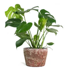 Monstera Deliciosa - Swiss Cheese Plant -HORTOLOGY Plants Sale Monstera deliciosa Swiss Cheese Plant Lava Couple Straight Relic Planter Pink 1c570f30 76d0 4e5f 8efc e6db177ddf6c
