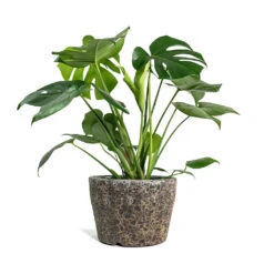 Monstera Deliciosa - Swiss Cheese Plant -HORTOLOGY Plants Sale Monstera deliciosa Swiss Cheese Plant Lava Couple Straight Relic Planter Rust d7609045 b386 403e 94f9 c4b9991748d3