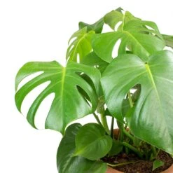 Monstera Deliciosa - Swiss Cheese Plant -HORTOLOGY Plants Sale Monstera deliciosa Swiss Cheese Plant Leaves