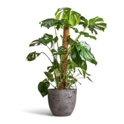Bola Artstone Plant Pot - Grey 24 Bola Artstone Plant Pot - Grey -HORTOLOGY Plants Sale Monstera deliciosa Swiss Cheese Plant Moss Pole 27x120cm Bola Artstone Plant Pot Grey 38x33cm 2 c8ae0648 83f3 4b48 9cd3 ef116307a7f1