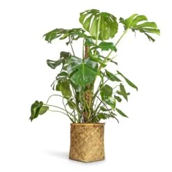 Zayn Natural Woven Bamboo with Cement Lining – Retro Footed Indoor and Outdoor Planter -HORTOLOGY Plants Sale Monstera deliciosa Swiss Cheese Plant Moss Pole 27x120cm Zayn Bamboo Planter 31.5x33cm 2 6aa9c1a4 6f08 459e adc3 1adbcb94801e