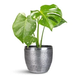 Monstera Deliciosa - Variegated Swiss Cheese Plant -HORTOLOGY Plants Sale Monstera deliciosa Variegated Swiss Cheese Plant 12x30cm Elise Metal Pot Lead 17x15cm