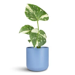 Monstera Deliciosa - Variegated Swiss Cheese Plant -HORTOLOGY Plants Sale Monstera deliciosa Variegated Swiss Cheese Plant 12x30cm Lisbon Pot Powder Blue 15x15cm