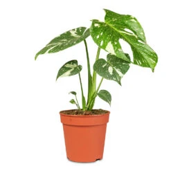 Monstera Deliciosa - Variegated Swiss Cheese Plant -HORTOLOGY Plants Sale Monstera deliciosa Variegated Swiss Cheese Plant 15x60cm