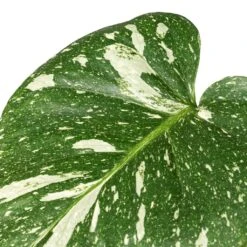 Monstera Deliciosa - Variegated Swiss Cheese Plant -HORTOLOGY Plants Sale Monstera deliciosa Variegated Swiss Cheese Plant DETAIL 2